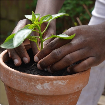 reagile special school gardening